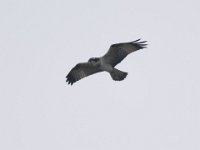 Fischadler (Pandion haliaetus) 41